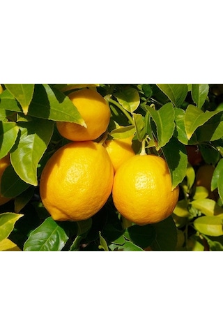 Şeker Tatlı Limon Limon Fidanı