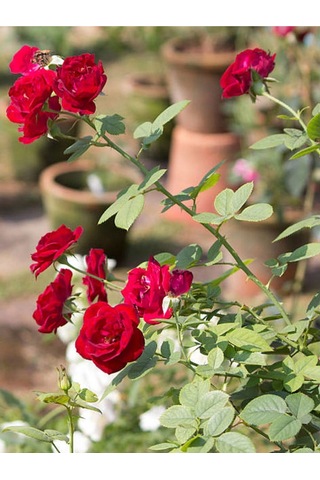 Yediveren Kırmızı Renkli 40 60 Cm 1 Adet Saksılı Aşılı Gül Fidesi Red Rose