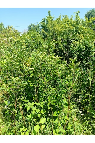 Yeşil Deniz Fidancılık Tüplü Yeşil Elma Fidanı 100-150 Cm