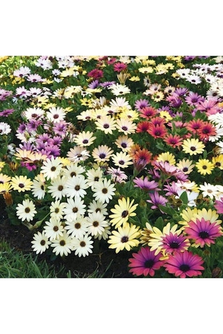 Karışık Renkli Afrika Papatyası Tohumu