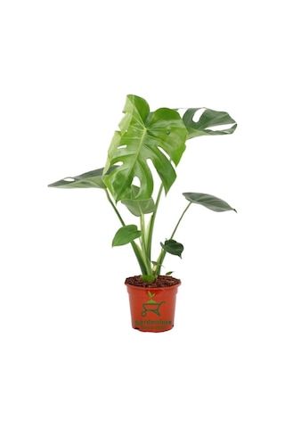 Saksılı Formlu Deve Tabanı Çiçeği Monstera Deliciosa 30-60cm