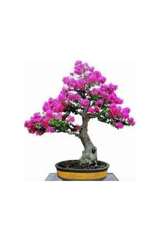 10 Adet Tohum Bodur Pembe Erguvan Bonzai Ağac Ekim Seti Saksı Toprak Süpriz Hediye Bonsai Tohumu