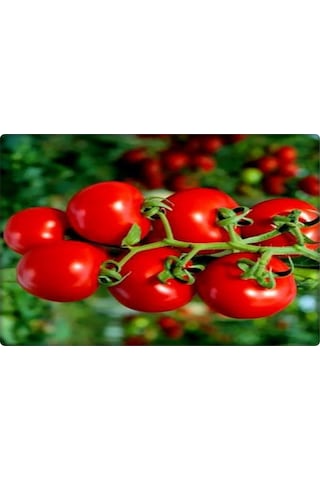 Bt Beybito Cherry Domates Tohumu 5 GR 2022 Üretimli