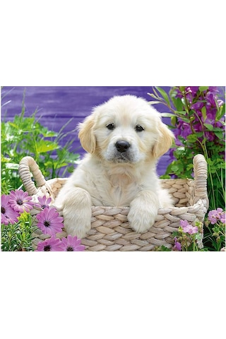 Ravensburger 500 Parça Puzzle Golden Retriever 148295