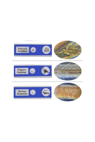 Ece Mikroskop Slayt Preparat Seti Başlangıç 12'li Hayvanlar