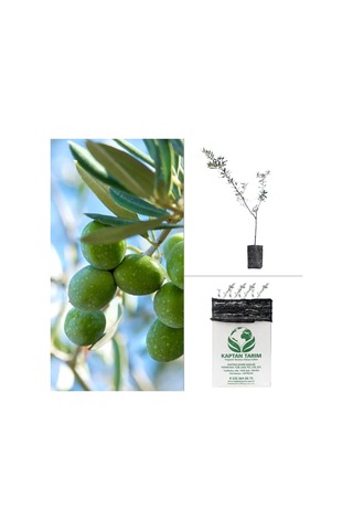 Storeşahin 2 Yaş Aşılı Gemlik Zeytin Fidanı 5 Adet Shn0720