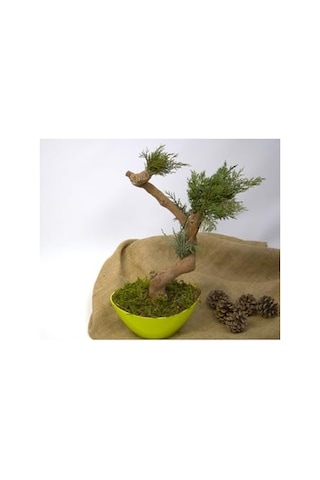 Yapay Bonsai Ağacı, 35 Cm, Saksıda, Yeşil, Dekoratif İç Mekan Bitkisi