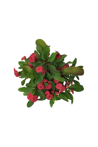 Euphorbia Milii 'Pink' (Dikenler Tacı Çiçeği) Ø12 CM Y20-25 CM