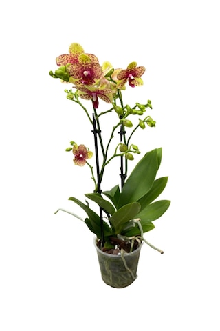 Phalaenopsis 'wild Geel' Sarı Orkide Ø12 Cm 45-50 Cm