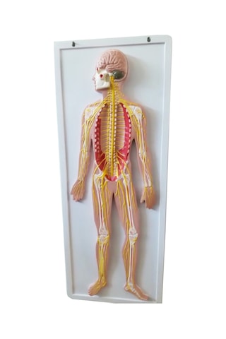 Sinir Sistemi Modeli 62Cm X 42Cm