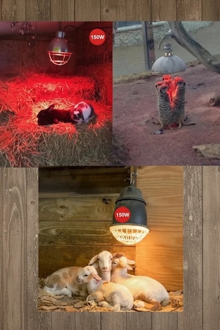 Bay 6 Adet 150w Kızılötesi Isıtıcılı Hayvan Isıtma Ve Kuluçka Lambası Kırmızı Işık E27 Kalın Duy N