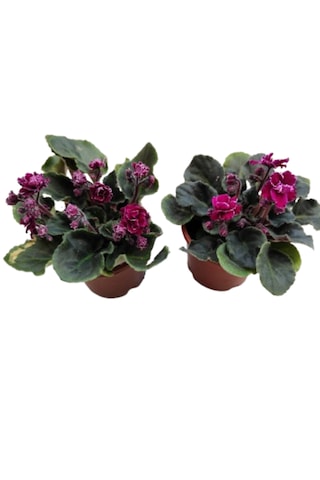 2 Adet Katmerli Afrika Menekşesi Yerli Üretim Bordo Renk