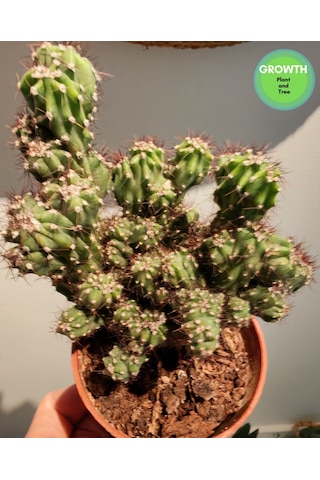Cereus Repandus 1 Adet