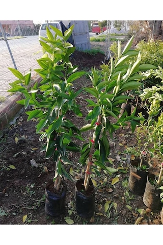 3 Yaş Aşılı Kokulu King Mandalina Fidanı. Torbada