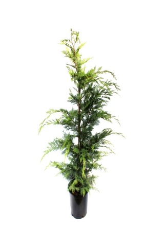 Videolu Leylandii Melez Servi Fidanı 1 Adet Saksılı/ Tüplü 30-50 Cm Leylandii Cedar