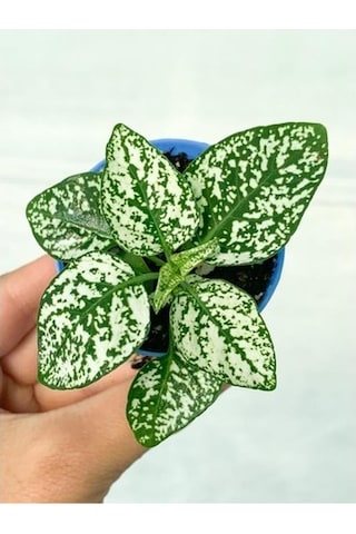 Beyaz Hypoestes Bitkisi Hostes Fittonia Çiçeği Fidanı 10-20 Cm
