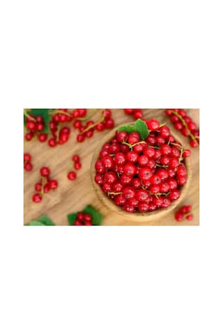 Koyu Kırmızı Frenk Üzümü Fidanı 10-20 Cm