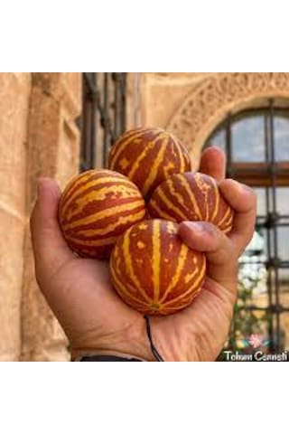 5 Adet Tohum Organik Nevşehir Mis Kokulu Minik Parfüm Kavunu Tohu