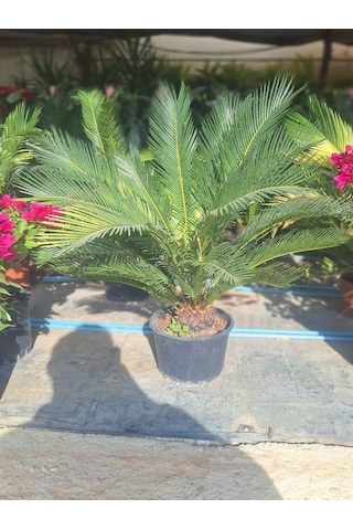 Cycas Revoluta-sikas - Japon Sago Palmiyesi - Gövde Boyu 55-80 Cm