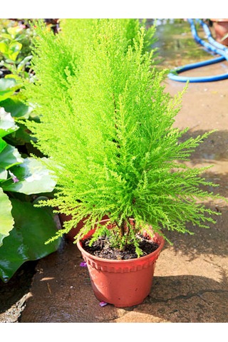 Videolu Kokulu Limon Çamı Limoni Servi 30 40 Cm 1 Adet Saksılı Dış Mekan Ağaç Cupressus Macrocarpa