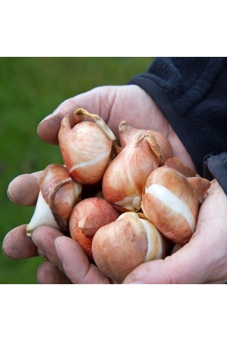İthal Özel Negrita İri Kafa Özel Bordo Lale Soğanı 4 Soğan