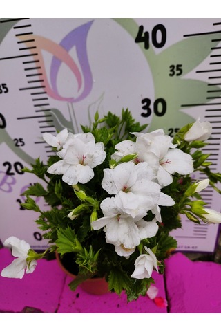Beyaz Ceylangözü Sardunya Pelargonium Domesticum - Renkli Süs Bitkisi