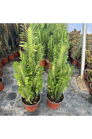 Bol Dallı Büyük Boy Euphorbia Trigona Green - Afrika Yeşil Süt Ağacı Kaktüsü 1 Adet