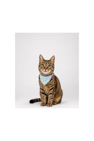 Desenli Bandana Kedi Tasması 4'lü Tam Set