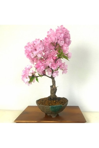 Bodur Ceherry Blossom Bonzai Ağacı Tohumu Ekim Seti 5 Tohum +Saks