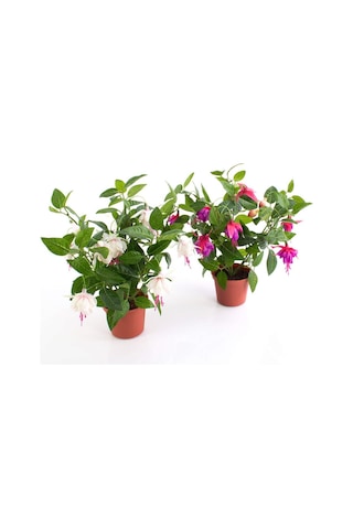 Küpeli Fuchsia Çiçeği Fidanı 10-20 Cm