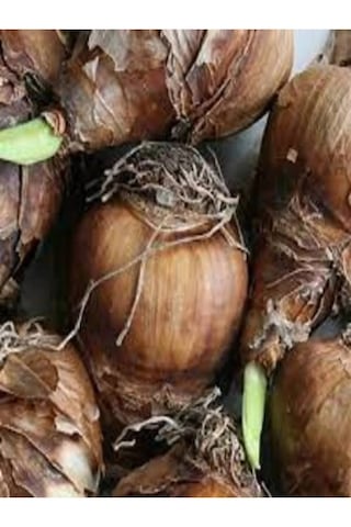 10 Adet Beyaz-sarı Nergis Soğanı