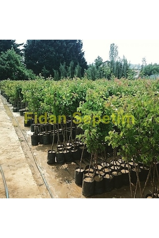 3 Yaş Aşılı Starksgold Tozlayıcı Kiraz Fidanı