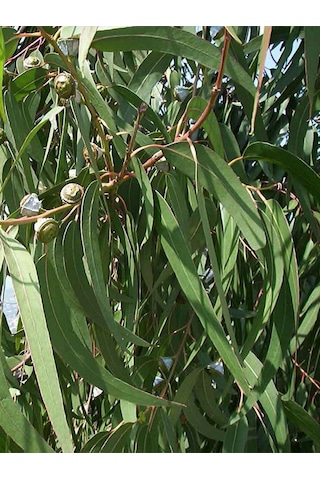 Aysenin Okaliptüs Yağı / Eucalyptus Oil 15 ML