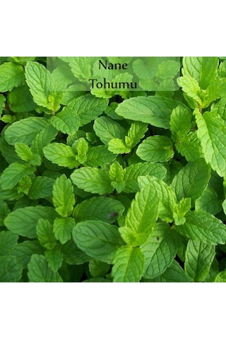 6 Paket Tohum No11 Yeşil Bitki Tohumları Salata Tohumları Nane Tohumu Ekşi Ot Roka Fesleğen Tohumu