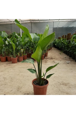 Starliçe Cennet Kuşu Çiçeği Strelitzia Nicolai - 60 Cm 2 Adet
