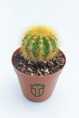 Notocactus Leninghausii 5.5 Cm Saksıda