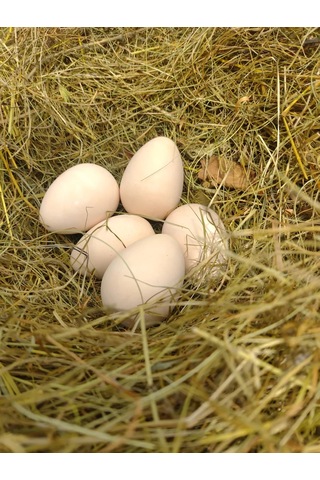 Alex Gips Yolunceği Temizlik Ürünleri 240119249