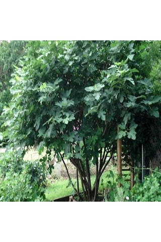 İncir Fidanı Kolay Yetiştirilen Ve Sağlıklı Meyve 1-2 Yaş Saksı