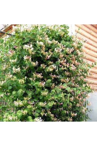 Saksıda Sarmaşık Kokulu Hanımeli Çiçeği 120 150 Cm