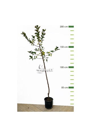 Elma Fuji Fidanı N11.670