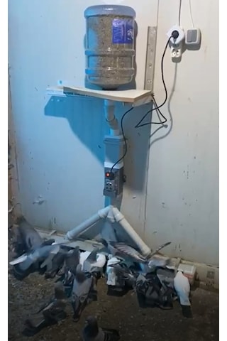 Otomatik Yemlik (Tavuk Güvercin Bıldırcın)