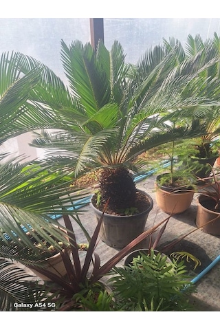 Cycas Revoluta Sikas Palmiyesi 55-80cm İç&dış Mekan Mekan Peyzaj Bitkisi