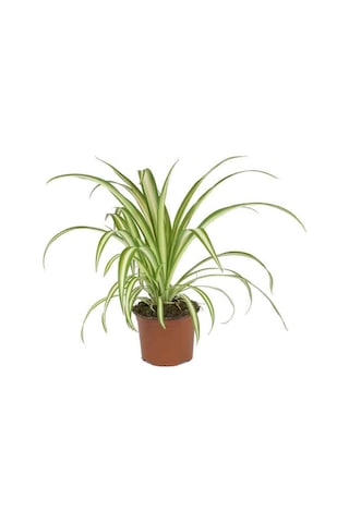 Chlorophytum - Kurdele Çiçeği (12 Cm Saksıda)