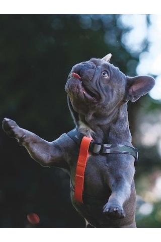 M-pets Wild Jungle Harness Köpek Göğüs Tasması Xs Turuncu