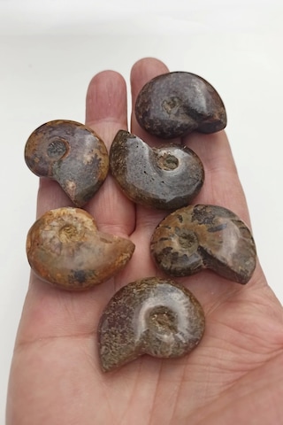 Amonit Fosili Küçük Boy - 539-2
