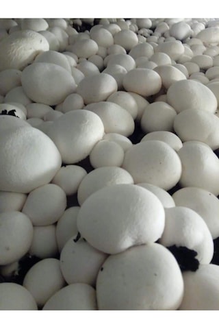 En Az 30.000 Adet Kültür Mantarı Tohumu Ve Eğitim Yönergesi