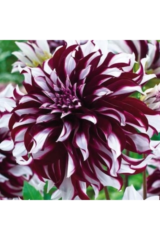 Büyük Çiçekli Tartan Yıldız Dahlia Çiçeği Soğanı Yumrusu 1 Adet