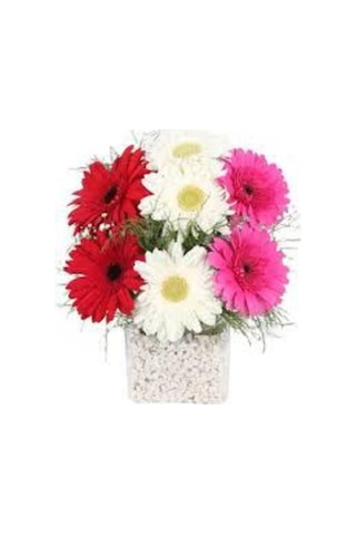 Gerbera Çiçeği Tohumu 5 Adet Tohum Jerbera Çiçek Tohumu