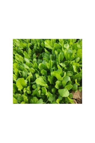 İnce Tere Tohumu - 10 Gram