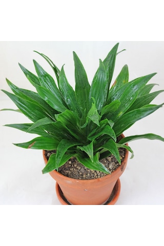 Kauçuk & Draceana Compacta & Difenbahya